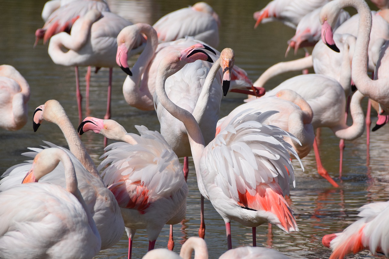 Camargue